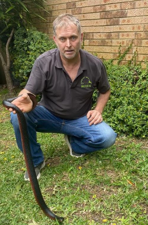 Wildlife rescuers have been called to rescue a venomous snake from a Sydney beach. WIRES rescuer Gary Pattinson who went out to catch it said it had probably been washed into the ocean by a storm water drain. 