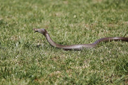 Brown snake generic