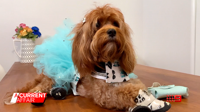 Designer Dogs Steal The Limelight At Australian Fashion Week