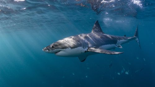 Grande Tubarão Branco