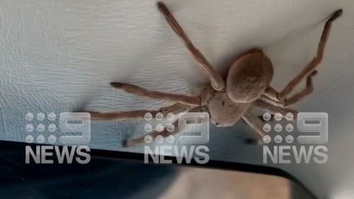 The huntsman crawled out in the Cessna plane as it came in to land after a scenic flight over Kakadu.