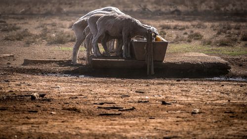 Sheep drink from a water trough during drought in NSW.