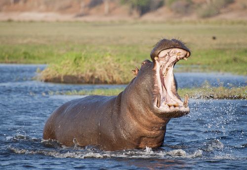 Chinese tourist taking photos by lake is killed by hippo