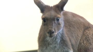 Adelaide rescuers realised the kangaroo was a female who had a joey hidden inside her pouch. 