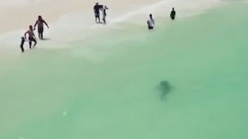 Shark sighted off Whitford dog beach Perth