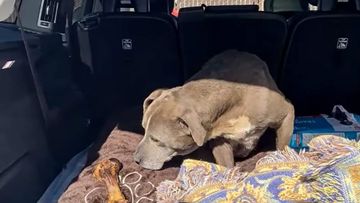 missing Californian dog zoey reunited with owner after 12 years 