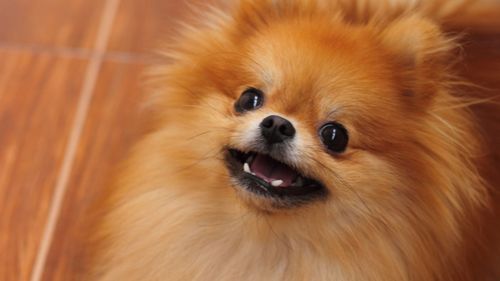 pomeranian dog