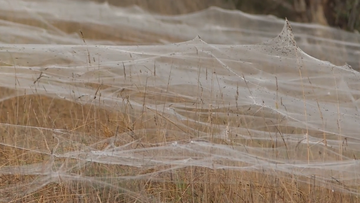 Careful spun webs stretched for kilometres in Wetlands along the South Gippsland Highway.