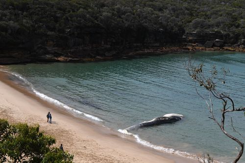 The whale carcass is stuck in an inlet off Wattamolla Beach in the Royal National Park south of Sydney.