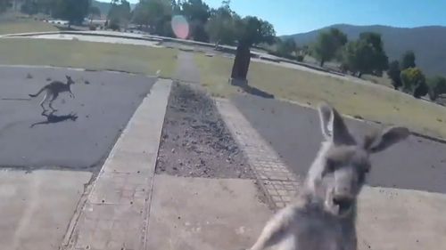 Luckily for Jonathan Bishop, the kangaroo just laid into him with one strike before fleeing the opposite way.