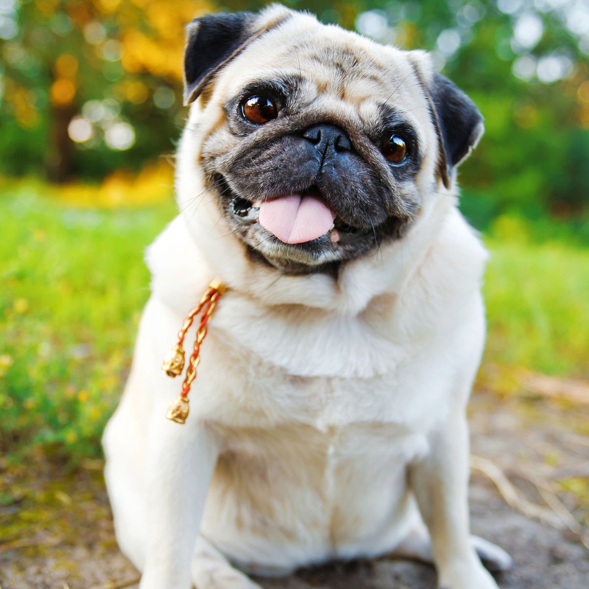 Pugs no longer deemed 'typical' dog breed due to inherent health issues -  9Honey