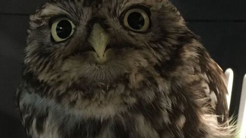 "Extremely obese" owl too fat to fly after gorging on mice