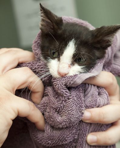 Little kitten wrapped in a towel