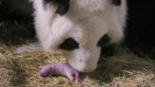 Giant panda delivers second set of twins at US zoo