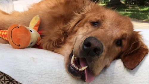 Dying golden retriever makes miracle recovery after going out for 'special last day'