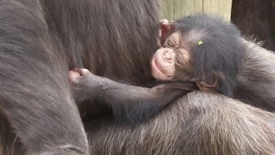Chimp born at zoo