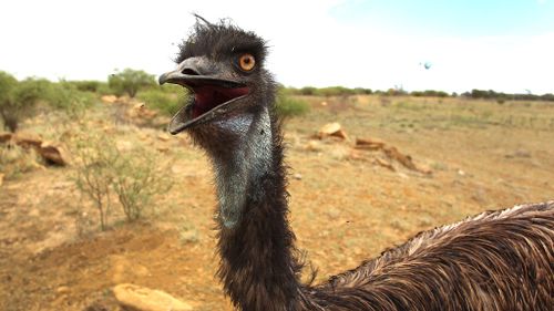 Emu dies after 'arrest' in Victoria