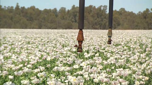 Like many other farmers in NSW and Victoria, Richard Sargood decided to take on the challenge to help diversify his farming business.