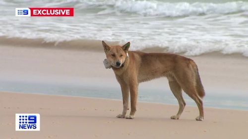 Runner Hospitalized After Being Attacked By Dingos in Australia