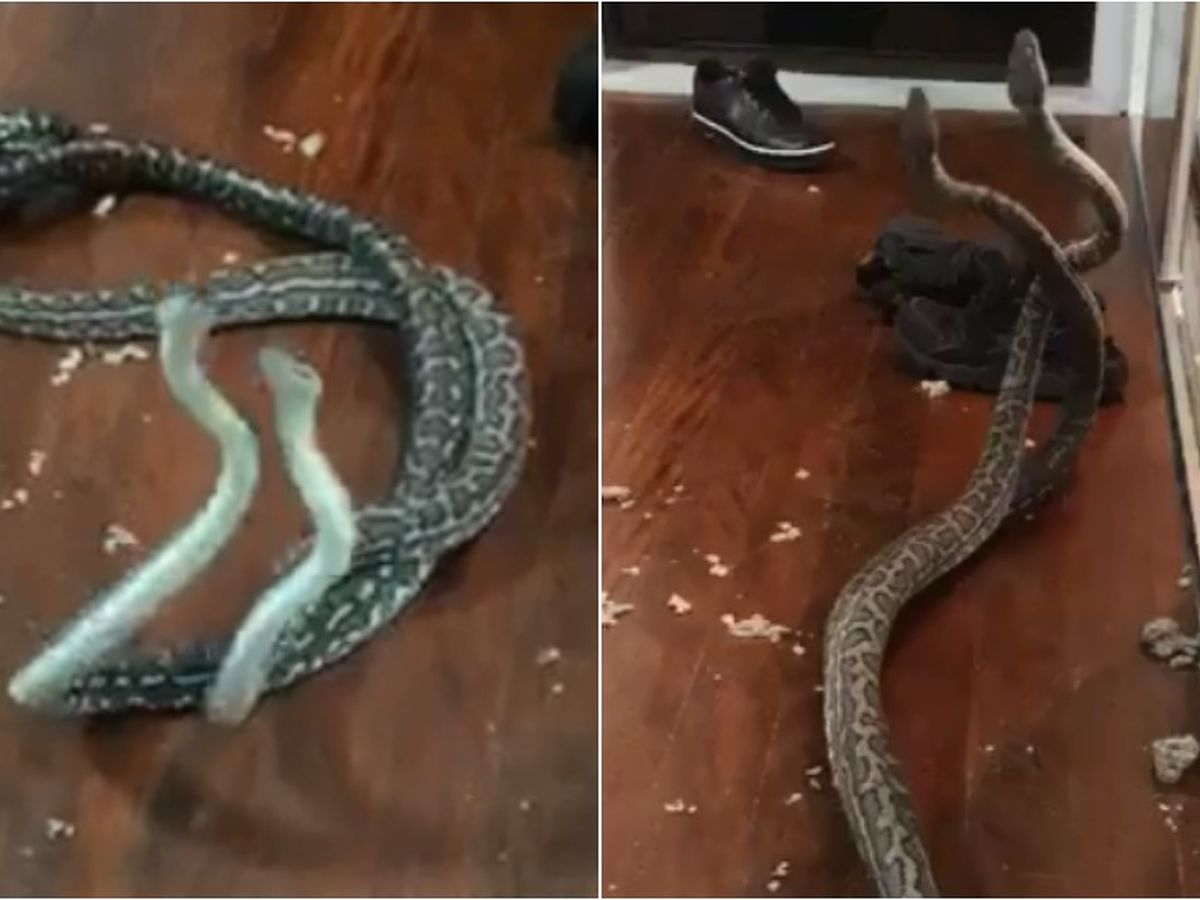 Clash of the pythons: Two snakes battle it out in shower before Qld mum  intervenes