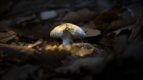 I funghi Deathcap sono altamente velenosi e possono uccidere un adulto.
