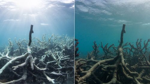 This combination of two photos taken in March and May 2016 released by The Ocean Agency/XL Catlin Seaview Survey shows bleached coral, left, and the same coral which has died in Lizard Island on Australia's Great Barrier Reef. (AAP)