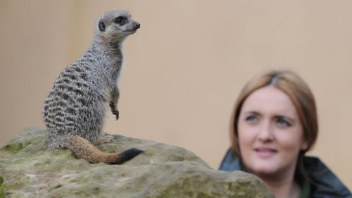 Meerkat keeper fined for glassing monkey handler in love row over llama keeper at London Zoo party