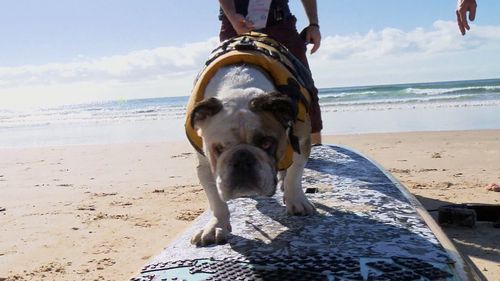 A Queensland pup prodigy has taken the title of the Gold Coast's next sporting idol, doing it all from the back of his longboard. 