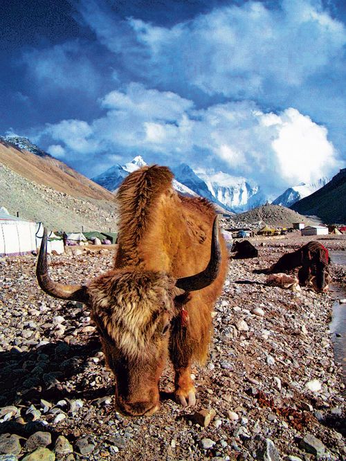 A yak wanders around near the base camp for Mount Everest, which sits quiet and empty in the spring 2020 climbing season.