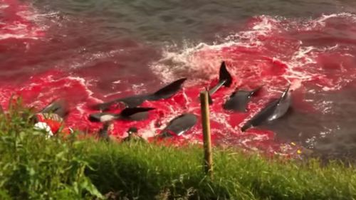 GRAPHIC IMAGES: 250 pilot whales killed in annual slaughter in Faroe Islands