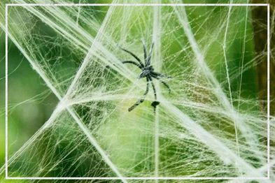 9PR: Halloween spider web decoration.