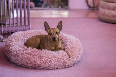 Dog sitting in front of electric heater