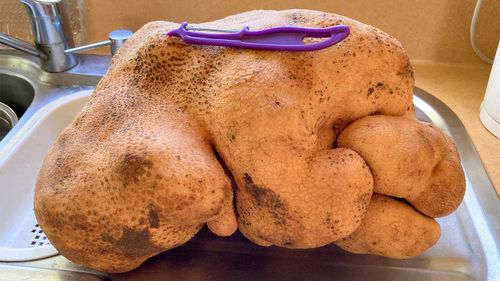 What was believed to be the world's largest potato sits on a kitchen bench of the home of Colin and Donna Craig-Brown near Hamilton, New Zealand.
