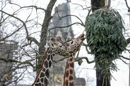 Berlin Zoo