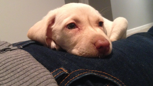 A search is underway to return the labrador pup to her family. (Supplied)