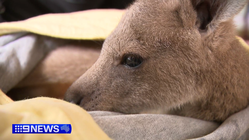 Orphaned joey rescued after kangaroos killed in Victoria