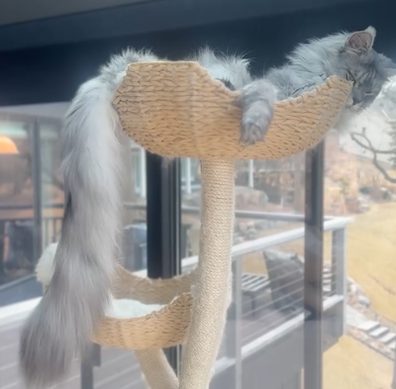 Mr. Pugsley Addams has broken the record for the cat with the longest tail