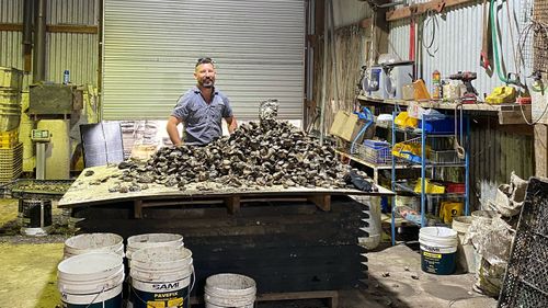 Uncle Ray is the record-breaking oyster found on the NSW south coast.