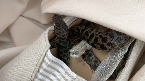 The snake was in a shoe in Moira Boxall's suitcase.
Scottish SPCA