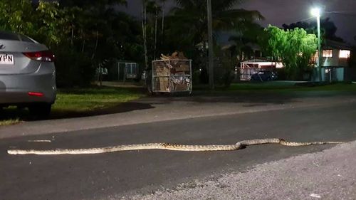 Suspected scrub-python sprawled across street catches suburb off guard