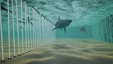 Sharks Among Us looks into a new way for humans and sharks to co-exist in  waters safely 