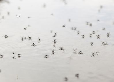 Water mosquito sitting on the water surface.