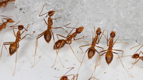 In this photo provided by the U.S. Fish and Wildlife Service, yellow crazy ants are seen in a bait testing efficacy trial at the Johnston Atoll National Wildlife Refuge in December, 2015. An invasive species known as the yellow crazy ant has been eradicated from the remote U.S. atoll in the Pacific. The U.S. Fish and Wildlife Service announced Wednesday, June 23, 2021, that the ants have been successfully removed from the refuge. (Robert Peck/U.S. Fish and Wildlife Service via AP)