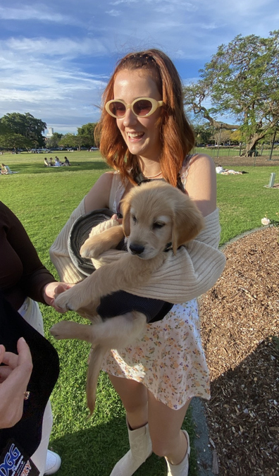 Golden retriever puppy in a baby carrier
