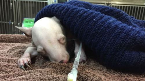 Digger the baby wombat. (Twitter/Matthew Smithson)