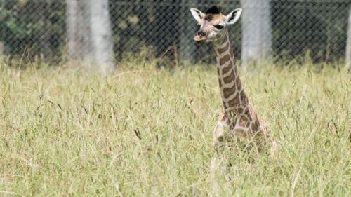 Pure Rothschild giraffe born January 27. (Mogo Zoo)