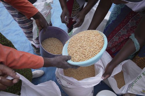 Women share peas during a food aid distribution in Mangwe district in southwestern Zimbabwe