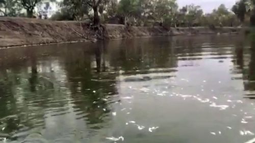 The fish were found by locals early this morning, only three weeks after hundreds of thousands were killed in an event that sparked international attention.