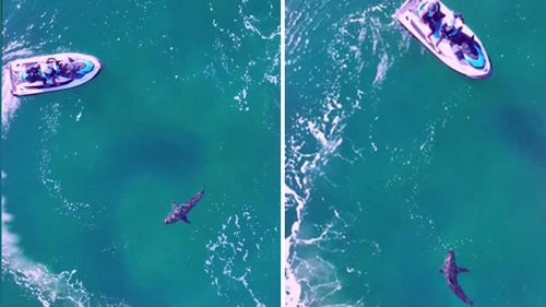 The great white shark circled the jet ski off Jervis Bay on Sunday.