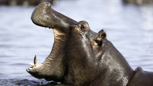 Hippo. Taken in the Okavango, Botswana.